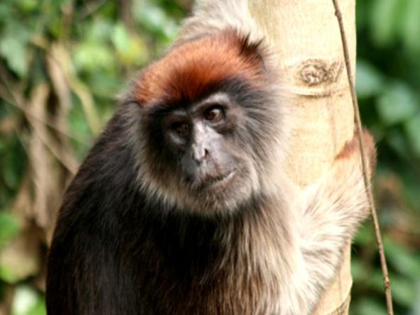 Kibale Forest Camp - monkey